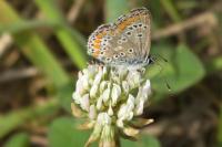 Aricia agestis