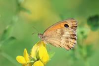 Pyronia tithonus