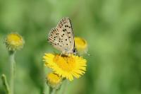 Lycaena tityrus