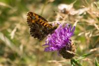 Boloria dia