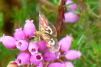 Pyrausta purpuralis