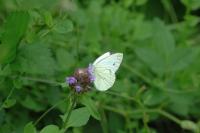 Pieris napi