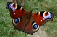 Aglais io