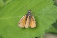 Thymelicus sylvestris