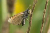 Thymelicus sylvestris