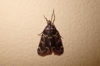 Aglossa caprealis