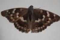 Apatura ilia