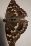 Apatura ilia
