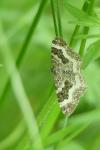 Epirrhoe alternata