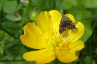 Anthophila fabriciana