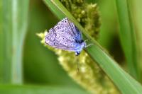 Polyommatus icarus