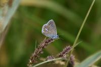 Polyommatus icarus