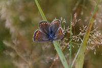 Polyommatus icarus