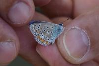 Polyommatus icarus
