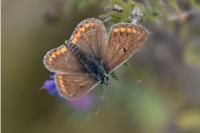 Aricia agestis