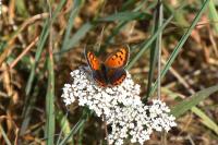 Lycaena phlaeas