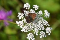Lycaena tityrus