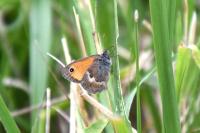 Coenonympha pamphilus