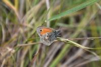 Coenonympha pamphilus