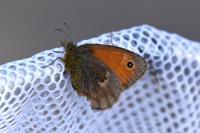 Coenonympha pamphilus