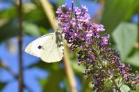 Pieris brassicae