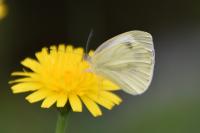 Pieris napi