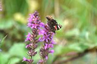 Vanessa atalanta