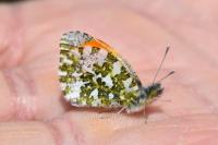 Anthocharis cardamines