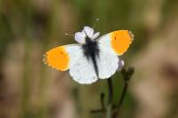 Anthocharis cardamines