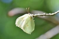 Gonepteryx rhamni