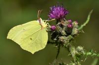 Gonepteryx rhamni