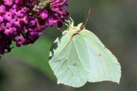 Gonepteryx rhamni