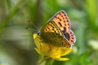 Lycaena tityrus