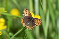 Lycaena tityrus