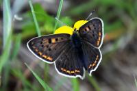 Lycaena tityrus