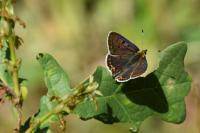 Lycaena tityrus