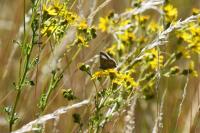 Lycaena tityrus