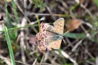 Lycaena tityrus