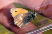 Coenonympha pamphilus