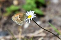 Coenonympha pamphilus