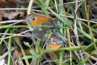 Coenonympha pamphilus