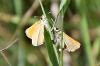 Thymelicus lineola