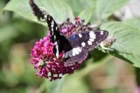 Limenitis reducta