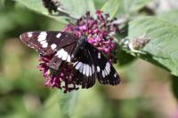 Limenitis reducta