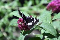 Limenitis reducta