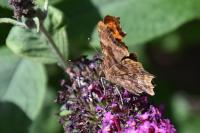 Polygonia c-album