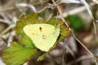 Colias crocea