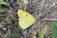 Colias crocea