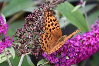 Argynnis paphia