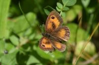 Pyronia tithonus